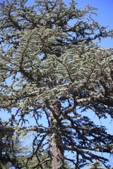 Cedrus brevifolia