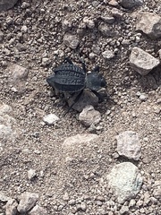 Philolithus aegrotus