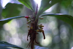 Erythroxylum macrophyllum