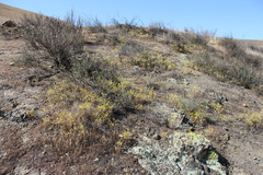 Dudleya multicaulis
