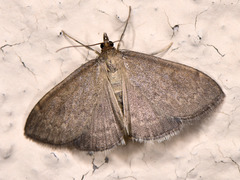 Anania fuscalis