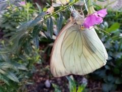 Ascia monuste monuste