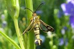 Chamaesphecia empiformis