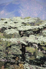 Cedrus brevifolia