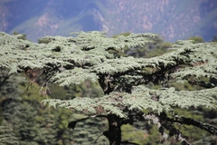 Cedrus brevifolia