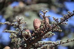 Cedrus brevifolia