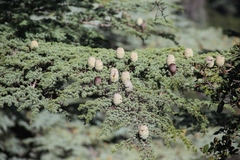 Cedrus brevifolia