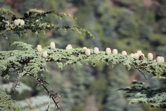 Cedrus brevifolia