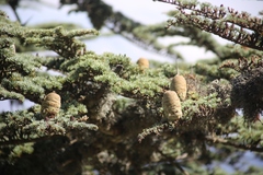 Cedrus brevifolia