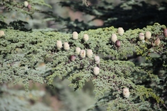 Cedrus brevifolia