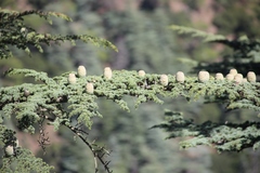 Cedrus brevifolia