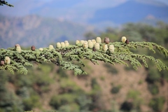 Cedrus brevifolia