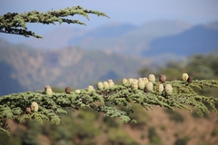 Cedrus brevifolia