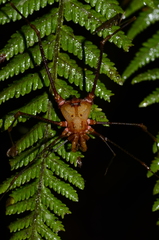 Ventrivomer ancyrophorus