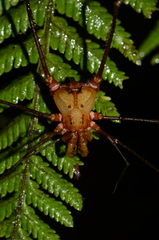 Ventrivomer ancyrophorus