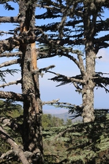 Cedrus brevifolia