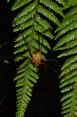 Ventrivomer ancyrophorus
