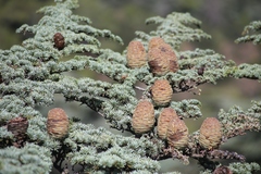 Cedrus brevifolia