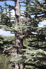 Cedrus brevifolia