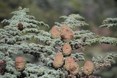 Cedrus brevifolia