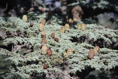 Cedrus brevifolia