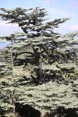 Cedrus brevifolia