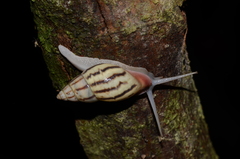 Drymaeus aequatorianus