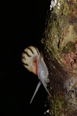 Drymaeus aequatorianus