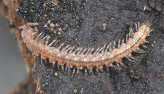 Polydesmoides