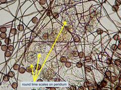 Polyschismium chailletii