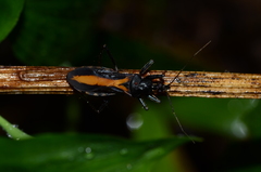 Rasahus flavovittatus