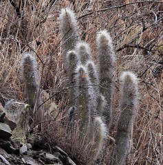 Cleistocactus hyalacanthus