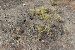 Dudleya multicaulis