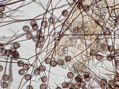 Polyschismium chailletii