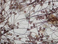 Polyschismium chailletii