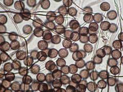 Polyschismium chailletii