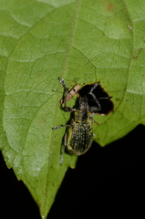 Galapaganus howdenae