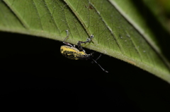 Galapaganus howdenae