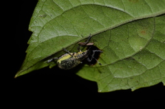 Galapaganus howdenae