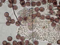 Polyschismium chailletii