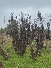 Miconia robinsoniana
