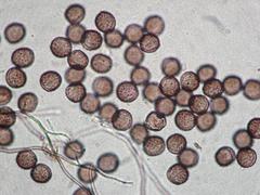 Polyschismium chailletii