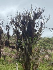 Miconia robinsoniana