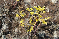 Dudleya multicaulis
