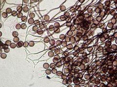 Polyschismium chailletii