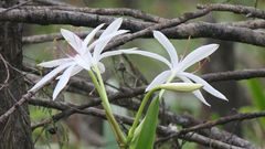 Crinum americanum