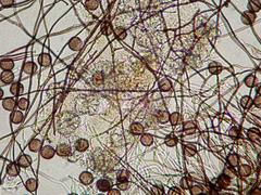 Polyschismium chailletii