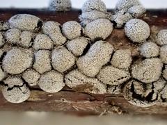 Polyschismium chailletii