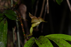 Maxillaria johannyae