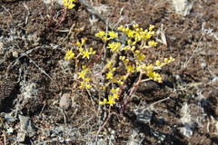Dudleya multicaulis